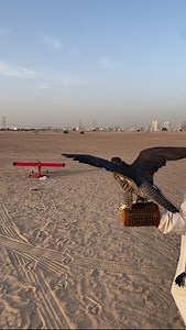 peregrine falcon | Storyline