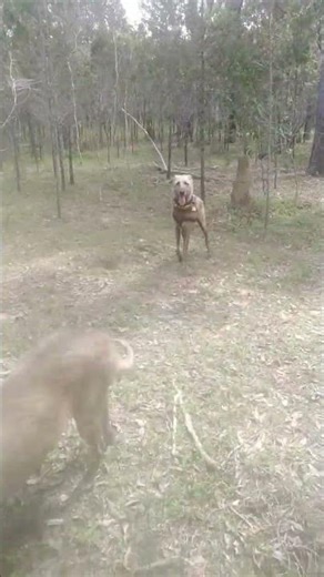 aussie pig tracking nq