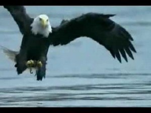 American Eagle catches Salmon fish