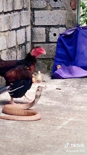 Mother hen protect her chicks | Part 2😮#wildanimals #snake #chicken #kingcobra #animals
