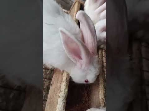 “Feeding My Rabbit the Right Way | Formulated Feed Explained”