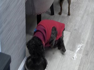 Wags and Wings, a local rescue, has successfully brought 16 stray dogs from Mexico to Rochester, providing these dogs a second chance at life. The organization has so far rescued over 40 dogs from Mexico. FULL STORY: https://www.rochesterfirst.com/news/its-amazing-stray-dogs-from-mexico-find-hope-with-new-families-in-rochester/ | News 8 WROC Rochester