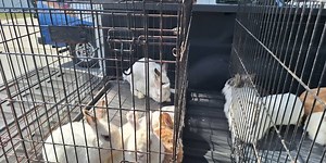 UPDATE: No charges filed as of yet in rabbit hoarding case