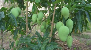 4K: Mango tree with fruits. Bunch of green mango on tree. Bunch of green ripe mango on tree in garden.