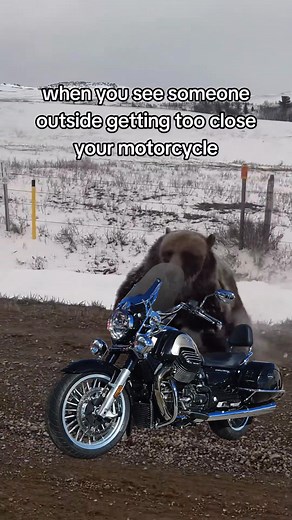 Mama Bear Protects Moto Guzzi - Watch Now!