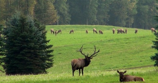 WPSU Virtual Field Trips:Elk Country Season 1 Episode 2