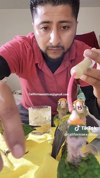 Eupsittula Canicularis: Perico Media Luna and Identification Tips