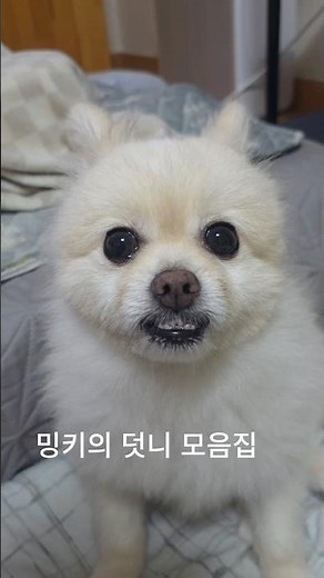 출근길에 웃고가세요~^^ 밍키 덧니 모음집 #강아지 #강아지브이로그