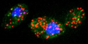Heat stress reduces lifetime of mRNA molecules