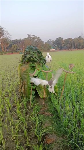 Wings of Freedom | A Beautiful Bird Flying Over Endless Fields