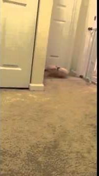 Pickle the Mini Pig can't contain his excitement