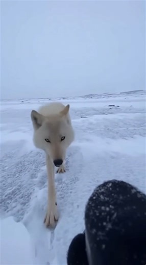1.3M views · 18K reactions | A tiny white speck grows on the horizon of endless Arctic snow. The filmer’s breath rasps louder as the wolf keeps walking straight in a perfect line. Then it breaks into a hard sprint, head low, driving straight at the low-held GoPro. The last thing you see is teeth and snow exploding into the lens. #wolf #arctic #winter #wildlife #shorts | Wild Animal Encounters | Facebook