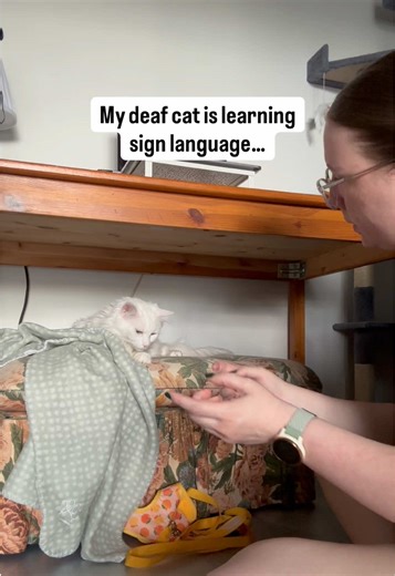 Understanding My Deaf Cat's Signals to Communicate