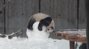 Adorable panda can't get enough of this snowman