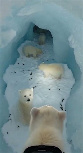 Tiny Camera, Arctic Predator Bear POV #wildlife #shorts