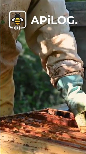 The Importance of Accurate Hive Records