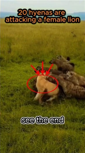 20 hyenas attacked a female lion... but then he showed up!#animals #lion #hyena #attack #shorts