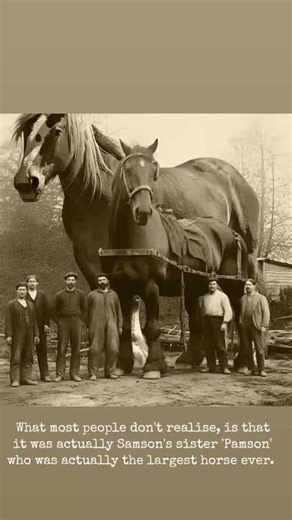 Sampson the largest horse ever #largest horse #samson horse #worlds largest horse