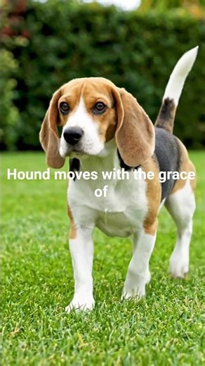 Pocket Beagle | Tiny Royal Hound from History ‪@GlobalDogBreeds‬