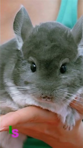 Facts About the Chinchilla