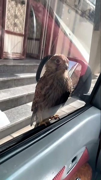 A Small Falcon Landed on My Car Window || ViralHog