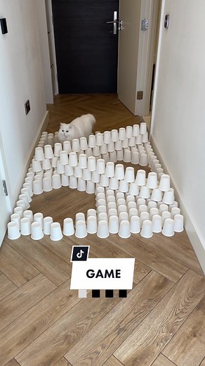 Chooses the easiest ways 🐾🤪