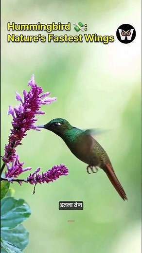 MIND-BLOWING Hummingbird Facts You Won't Believe!