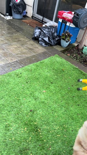 Custom Akita Toy Inspired by Seahawks