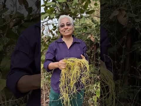 Doddor #poetryinscience