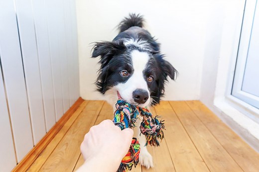 What Colors Can Dogs See? Are Dogs Color Blind? | PetMD
