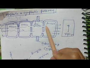 Apoplastic and symplastic pathway