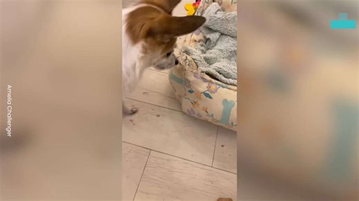 Chihuahua-Jack Russell’s Priceless Reaction to Spider Intruder
