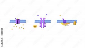 drug receptors, ligand, g-protein receptor, effector protein, enzyme linked receptor, ligand, ADP, ATP, cell membrane, Enzyme-linked receptors, cell surface proteins, 2d animation