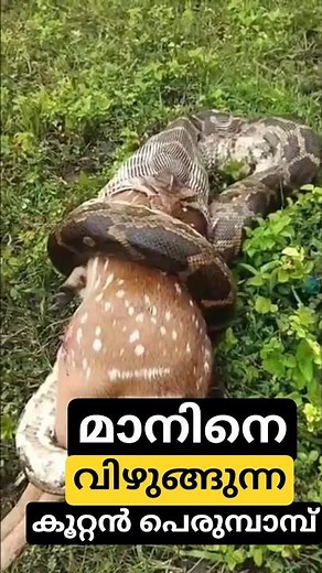 കാടിൻ്റെ നീതി - മാനിനെ വിഴുങ്ങുന്ന കൂറ്റൻ പെരുമ്പാമ്പ് - Huge #python swallow a #deer #pythonattack