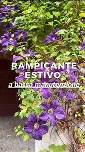 🌿 Clematis viticella è tra i rampicanti più amati da chi vuole una parete fiorita senza stress. Fiorisce da giugno ad agosto, con decine di campanule viola, rosa, blu. Rustica, vigorosa, poco soggetta a malattie: si adatta bene anche in terreni poveri. ✂️ Appartiene al Gruppo 3 di potatura. Cosa significa? Che ogni fine inverno puoi tagliarla a 30–50 cm da terra, senza esitazioni. E rifiorirà, puntuale, sui nuovi rami dell’anno. 📚 Per chi è curioso, ecco gli altri gruppi (così capite anche le 