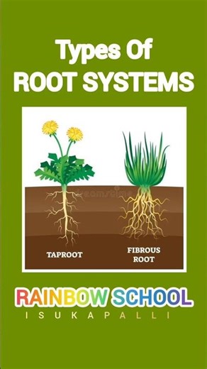 Types Of Root System | Rainbow School #science #biology