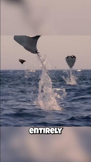 🚀 Manta Rays: They Can FLY?! 🚀 Witness Their Incredible Leaps!