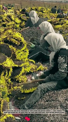 Harvest & Early Process of Sunflowers: From Big Bongkol to Kuaci Ready to Lose! 🌻🌾 #smartfarming