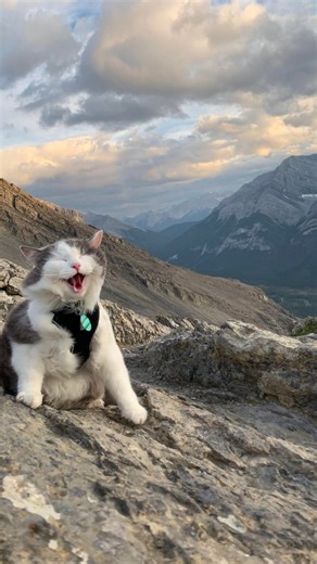 Mountaineering/Mountains edits on Instagram: "Bro rolling down k2💀 . . Location: everest . . . Sound: kylo ren . #ᴄᴀᴘᴄᴜᴛ #k2 #mountain #foryou #kyloren #cat #catmeme"