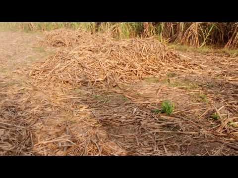 गन्ना किसानों का इस साल बहुत ख़राब है। गन्ना के खेतों हाल बेहद गंभीर है। किसान भाई दुःखी हैं