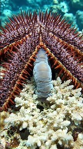 The Coral Killer That's Destroying the Great Barrier Reef 🌊