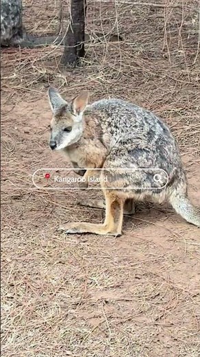 Kangaroo Island Australia, The Bucket List Hike You Didn’t Know You Needed