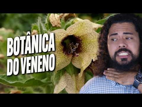 Cicuta, ricina e meiendro - Quando plantas viram armas letais