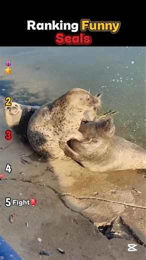 FUNNY SEALS - Ranked🦭#shorts