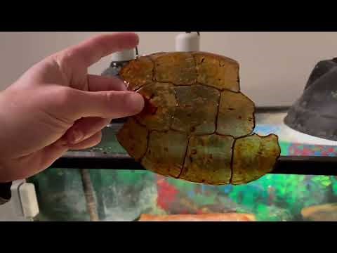 Adam's Shell Shedding - Turtle Shell Shedding