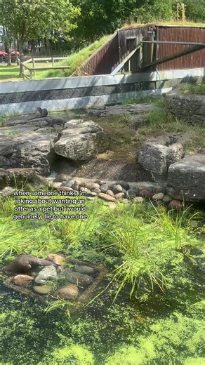 Why Owning an Otter as a Pet Is a Dream Come True