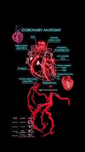 Understanding the Coronary Anatomy of the Heart ❤️ | Essential for Radiology & Cardiac Imaging.