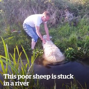 860K views · 1.5K reactions | This poor sheep is stuck in a river  | VT | Facebook