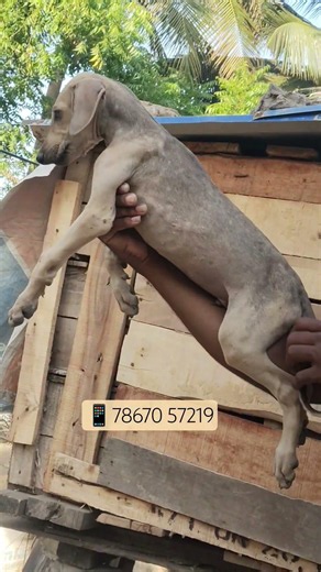 Excellent Quality Chippiparai Puppy 💫 #hunting #nativebreed #dogsofinstagram #trending #delta #ngt