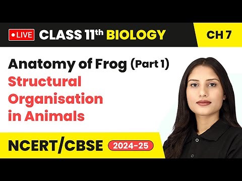 Anatomy of Frog (Part 1) - Structural Organisation in Animals | Class 11 Biology Chapter 7 #live